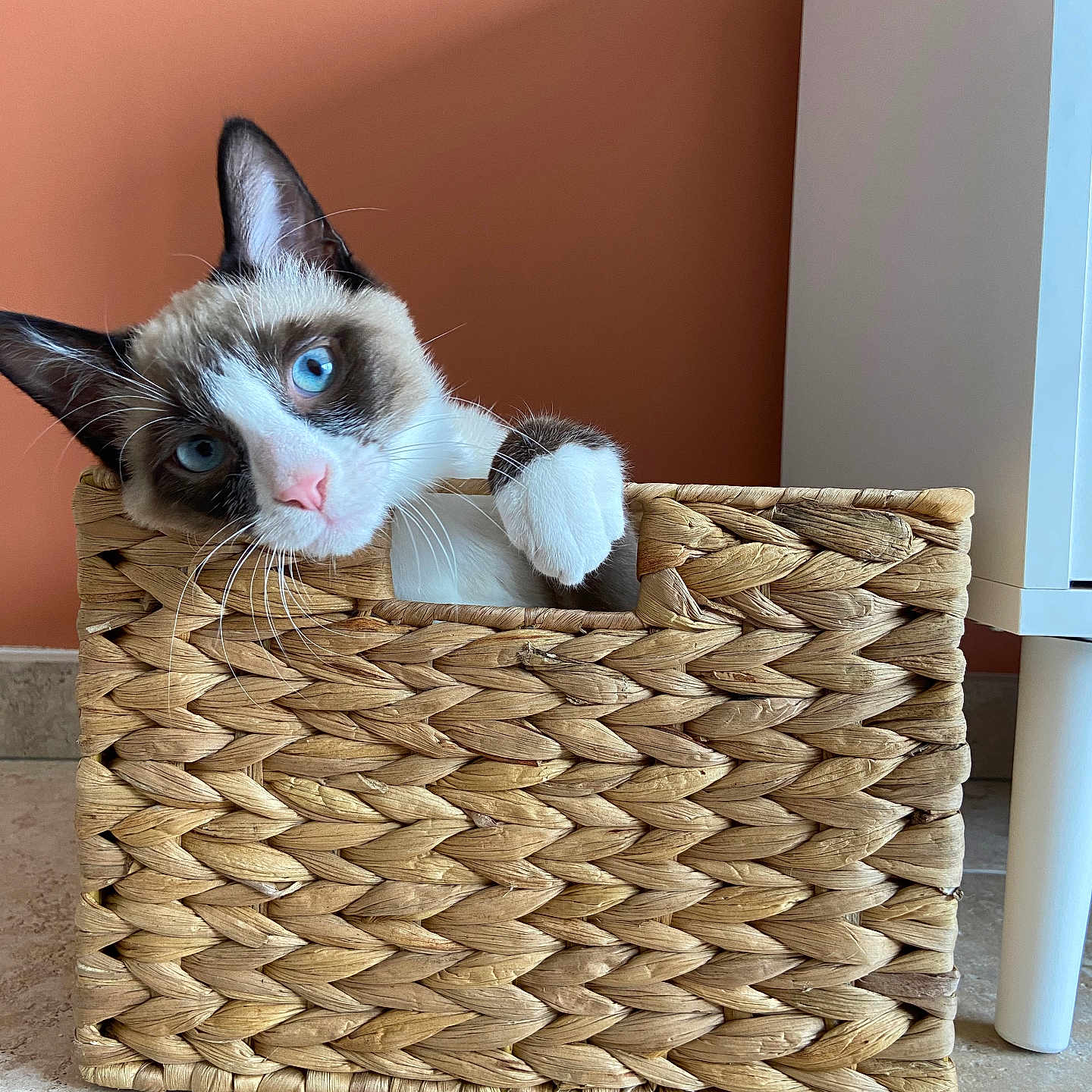 Blue a rejoint le concours — aidez-le/la à gagner de superbes lots ! animal, architecture, art, basket, canine, cat, dog, dogbed, fun, hardwood, indoors, interiordesign, kitten, leisureactivities, manx, pet, picnic, siamese, wood, woven