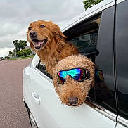 Koda And River is registered to the contest to win money with this photo: dog, golden_retriever, poodle, car, window, goggles, outdoor, street, cloudy_sky, reflection, pet, animal, road, vehicle, fur, canine, transportation, happy, head_out_window, travel