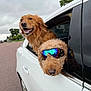 dog, golden_retriever, poodle, car, window, goggles, outdoor, street, cloudy_sky, reflection, pet, animal, road, vehicle, fur, canine, transportation, happy, head_out_window, travel