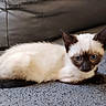 kitten, cat, siamese_cat, blue_eyes, fur, pet, animal, cute, lying_down, resting, indoor, gray_surface, background_blur, whiskers, ears, young_animal, feline, small, domestic_animal, sleepy