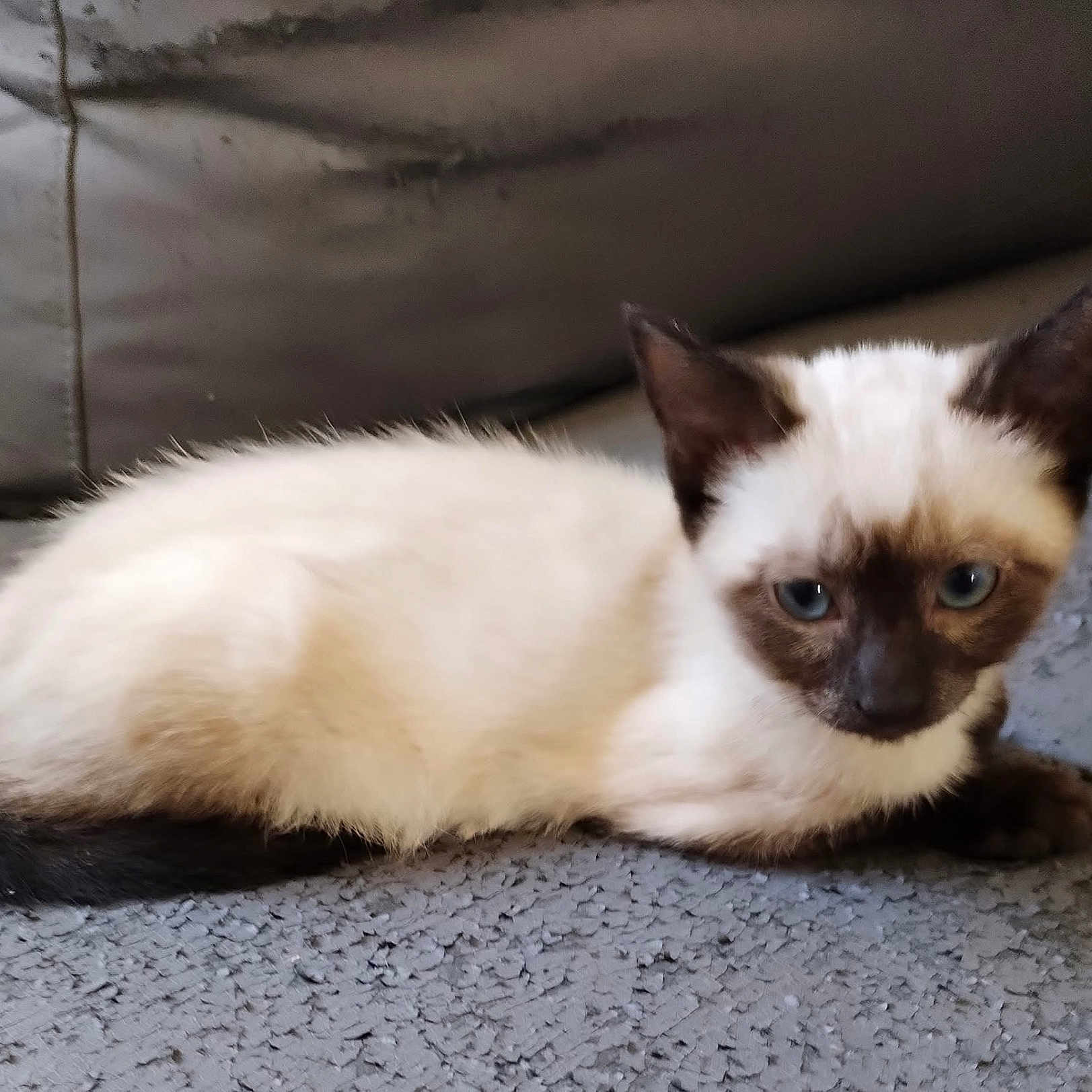 Bounty participe au concours pour gagner de l'argent avec cette photo : kitten, cat, siamese_cat, blue_eyes, fur, pet, animal, cute, lying_down, resting, indoor, gray_surface, background_blur, whiskers, ears, young_animal, feline, small, domestic_animal, sleepy