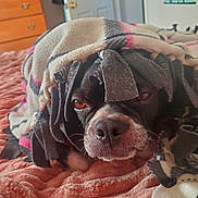Auggey is registered to the contest to win money with this photo: dog, blanket, bed, indoor, cozy, sleepy, pet, fur, nostrils, brown_eyes, fringe, textile, comfort, resting, closeup, snout, relaxed, home, canine, cute