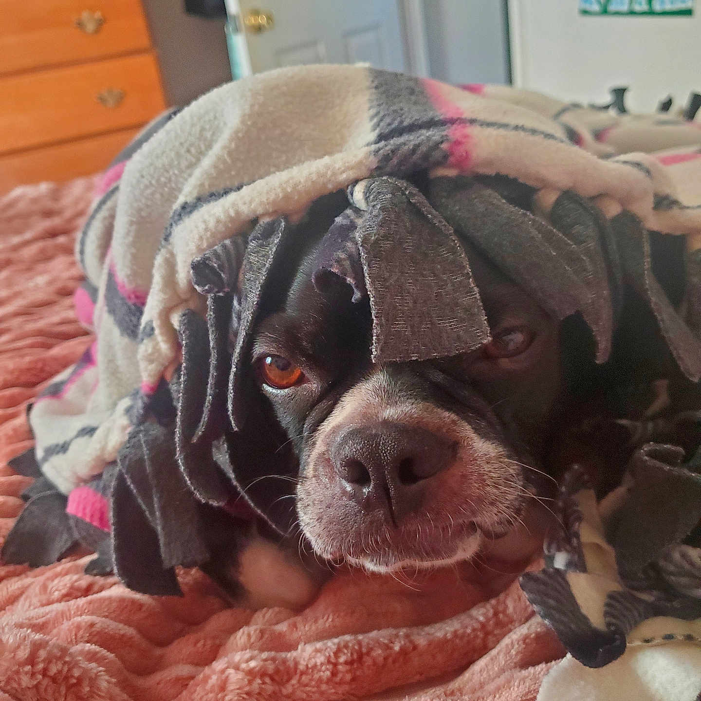 Auggey is registered to the contest to win money with this photo: bed, blanket, brown_eyes, canine, closeup, comfort, cozy, cute, dog, fringe, fur, home, indoor, nostrils, pet, relaxed, resting, sleepy, snout, textile