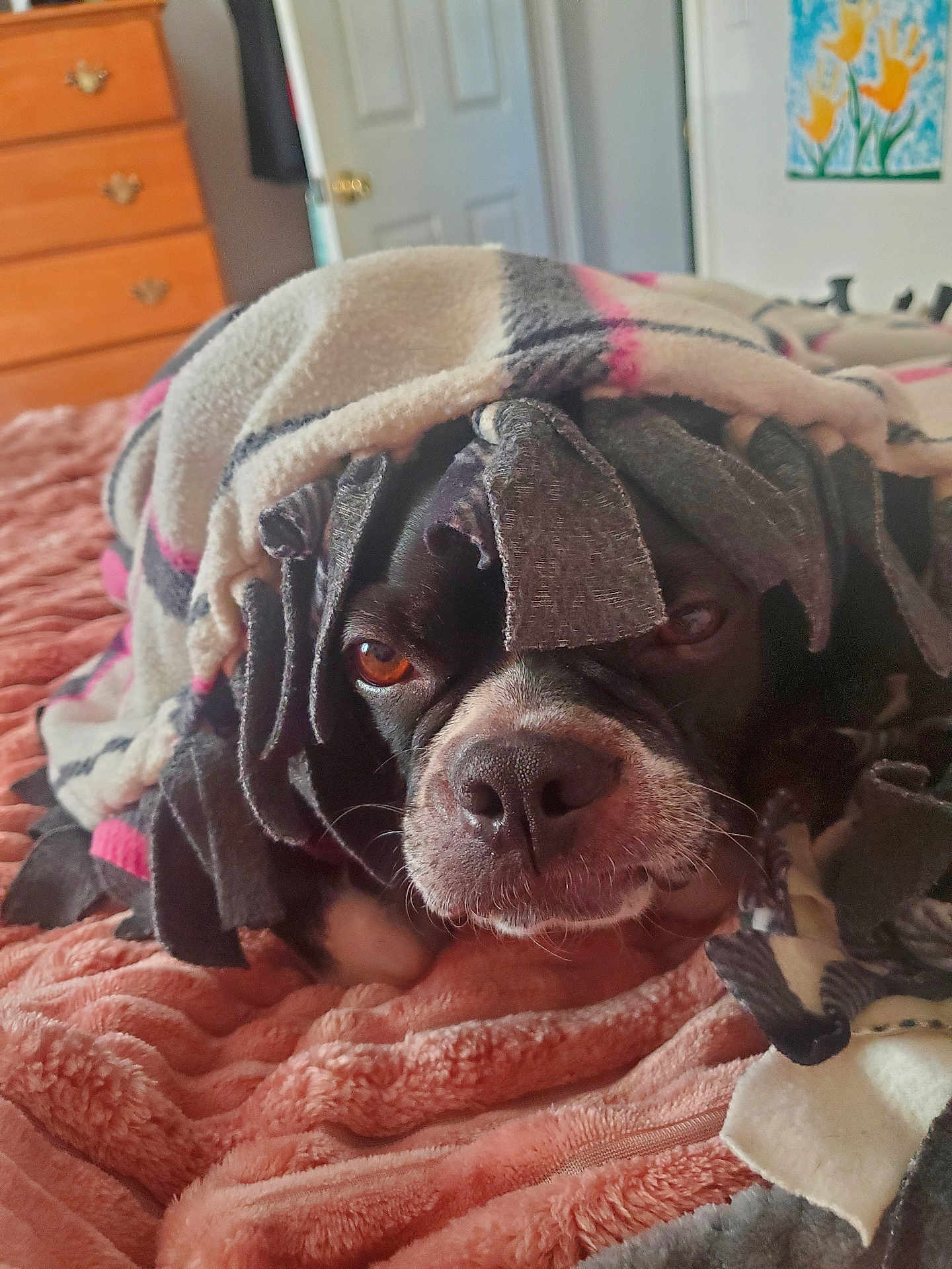 Auggey is registered to the contest to win money with this photo: dog, blanket, bed, indoor, cozy, sleepy, pet, fur, nostrils, brown_eyes, fringe, textile, comfort, resting, closeup, snout, relaxed, home, canine, cute