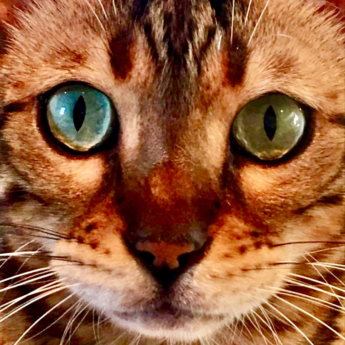 Kahn is registered to the contest to win money with this photo: animal, blue_eye, cat, close_up, cute, ears, eyes, face, feline, focus, fur, green_eye, muzzle, nature, nose, pet, portrait, striped, whiskers, wild