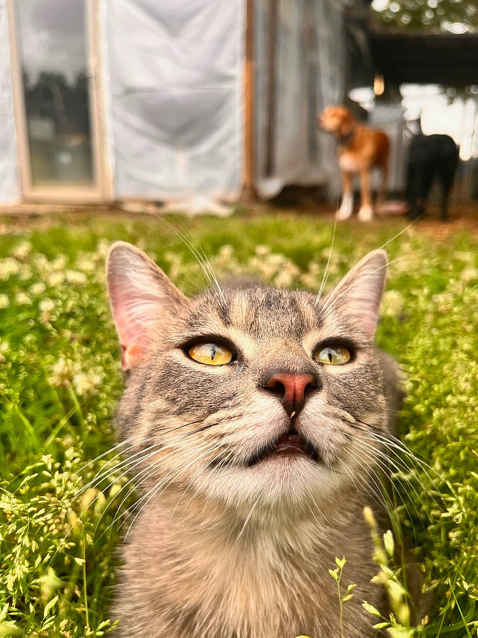 Sage joined the competition — help win amazing prizes! carnivore, cat, domestic_short_haired_cat, felidae, fur, grass, grass_family, groundcover, plant, small_to_medium_sized_cats, snout, soil, tail, terrestrial_animal, tree, vertebrate, whiskers, wildlife, wood