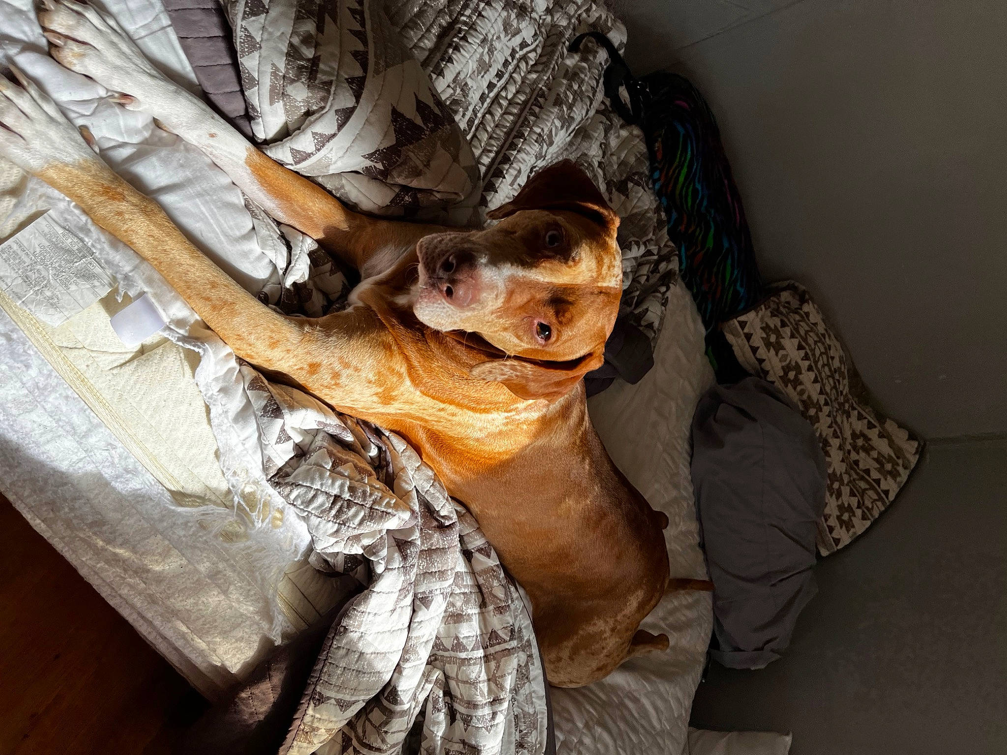 Jolene is registered to the contest to win money with this photo: art, canidae, carnivore, comfort, companion_dog, dog_breed, domestic_short_haired_cat, dress, fawn, felidae, fur, human_leg, linens, room, sitting, small_to_medium_sized_cats, tail, tree, whiskers, wood