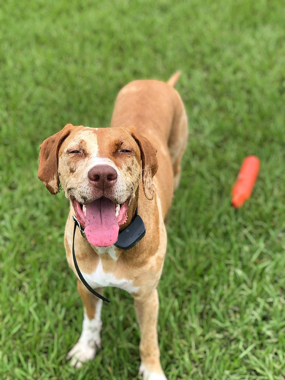 Jolene is registered to the contest to win money with this photo: canidae, carnivore, collar, companion_dog, dog, dog_breed, dog_collar, dog_supply, fashion_accessory, fawn, grass, gun_dog, hound, leash, liver, plant, snout, sporting_group, working_animal, working_dog