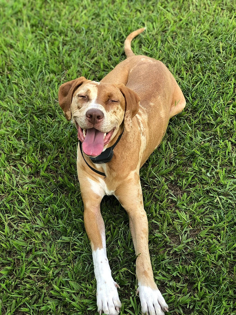 Jolene joined the competition — help win amazing prizes! ball, biting, carnivore, collar, companion_dog, dog, dog_breed, dog_collar, dog_supply, fawn, grass, leash, liver, pet_supply, plant, snout, sporting_group, tail, terrestrial_animal, working_animal