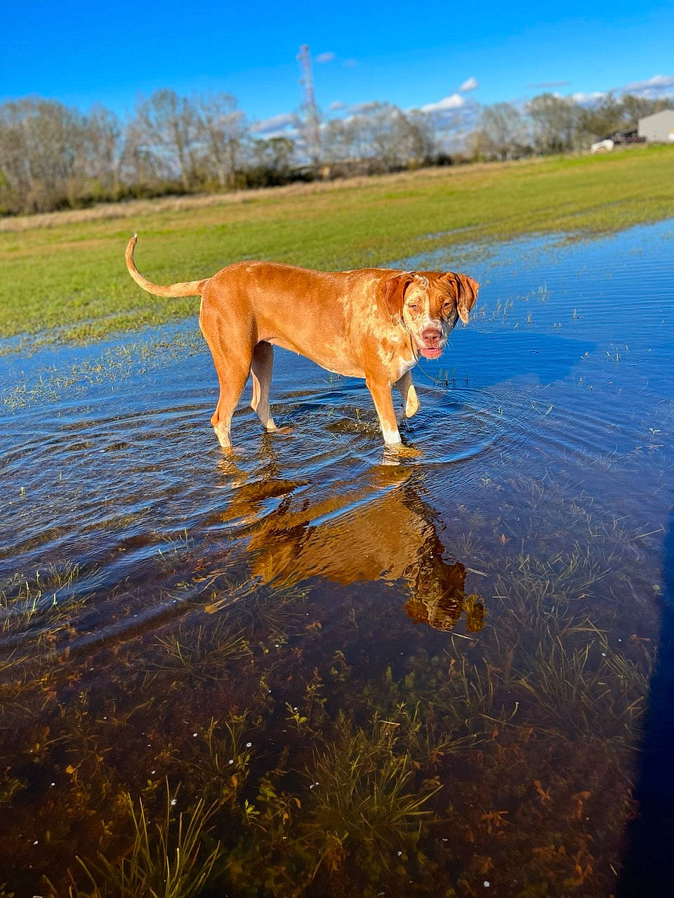 Jolene is registered to the contest to win money with this photo: ball, canidae, carnivore, collar, companion_dog, dog, dog_breed, dog_collar, fawn, grass, gun_dog, lake, plant, retriever, sky, sporting_group, tail, water, working_animal, working_dog