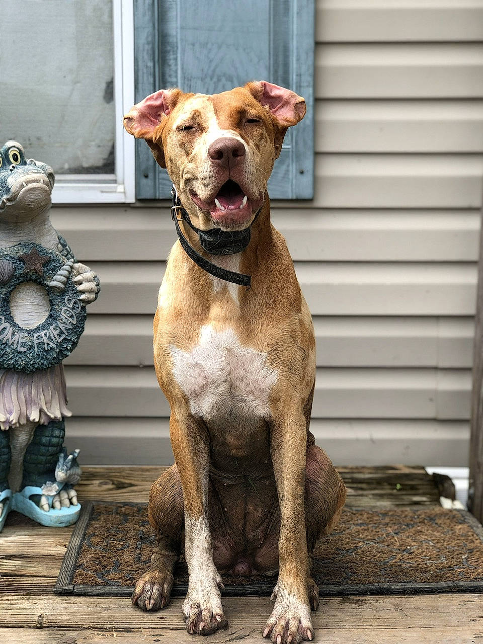 Jolene is registered to the contest to win money with this photo: canidae, carnivore, collar, companion_dog, dog, dog_breed, dog_collar, dog_supply, door, fawn, fur, liver, metal, pet_supply, snout, sporting_group, tail, whiskers, window, working_animal