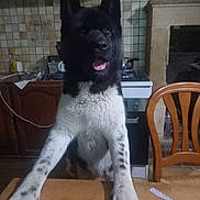 Kitta a rejoint le concours — aidez-le/la à gagner de superbes lots ! appliance, black_and_white, cabinets, chair, dog, fluffy, front_view, home, indoor, kitchen, paws, pet, playful, pointed_ears, portrait, standing, stove, table, tiles, tongue_out