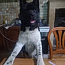 appliance, black_and_white, cabinets, chair, dog, fluffy, front_view, home, indoor, kitchen, paws, pet, playful, pointed_ears, portrait, standing, stove, table, tiles, tongue_out