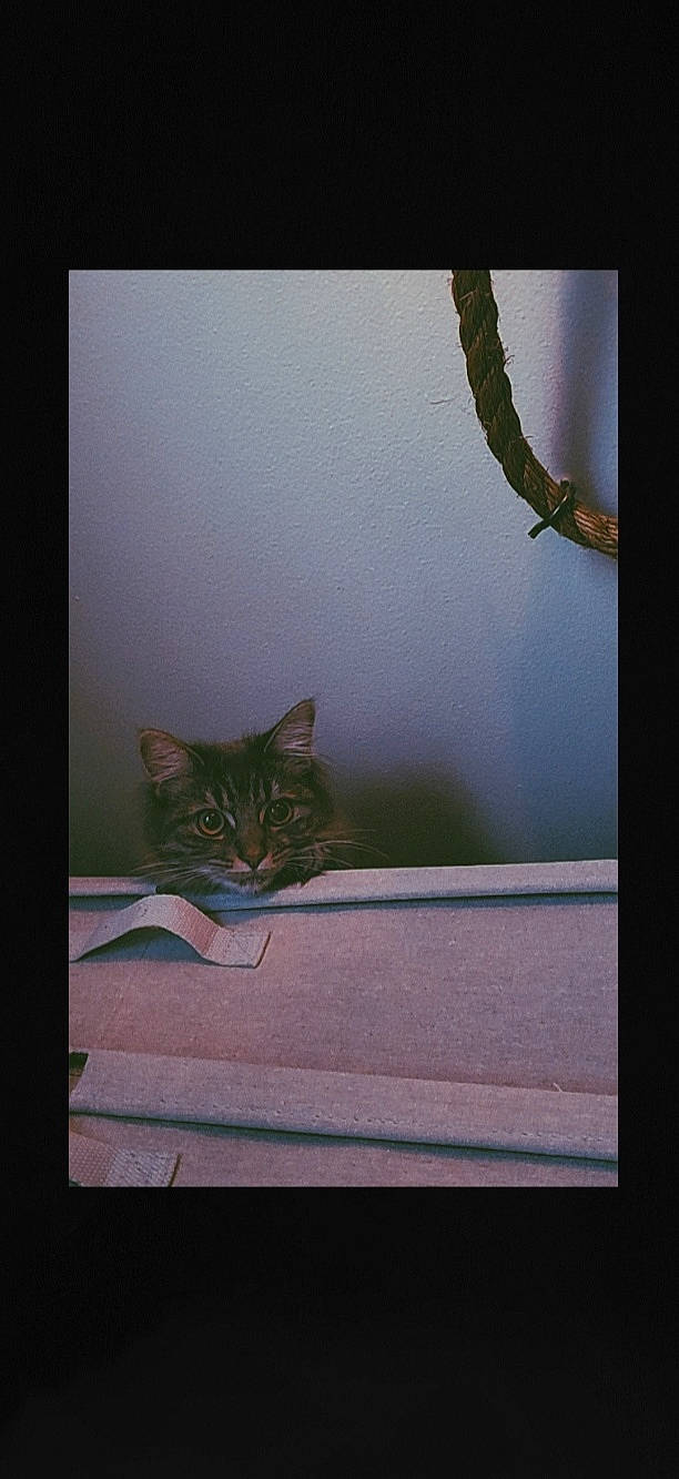 Mischief is registered to the contest to win money with this photo: carnivore, cat, darkness, domestic_short_haired_cat, fawn, felidae, fur, grass, plant, small_to_medium_sized_cats, snout, tail, terrestrial_animal, tints_and_shades, tree, twig, whiskers, wildlife, window, wood