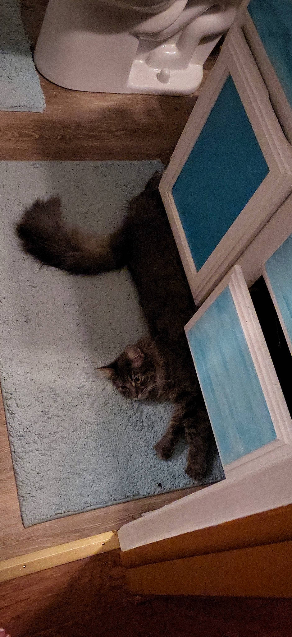 Mischief is registered to the contest to win money with this photo: brown, carnivore, cat, ceiling, felidae, floor, flooring, fur, grey, hardwood, plaster, rectangle, room, small_to_medium_sized_cats, tail, tints_and_shades, wall, whiskers, window, wood