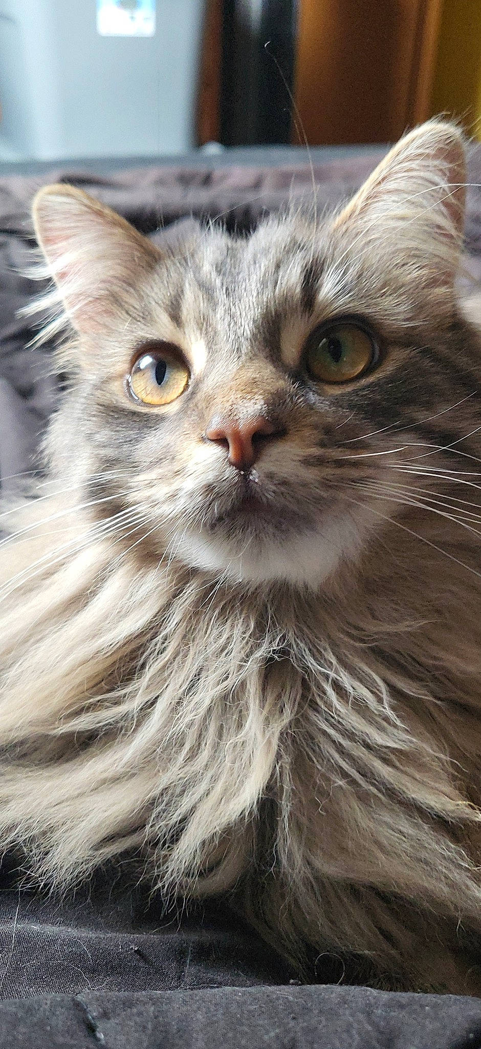 Ruckus is registered to the contest to win money with this photo: carnivore, cat, felidae, fur, maine_coon, small_to_medium_sized_cats, snout, terrestrial_animal, whiskers, window