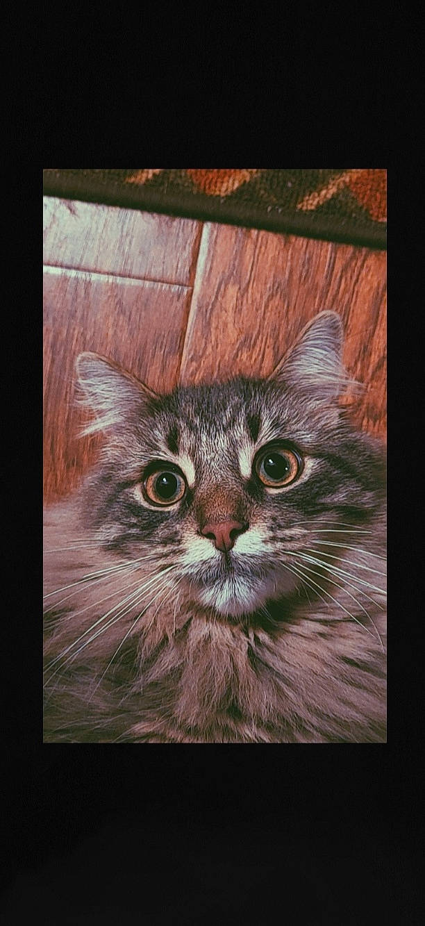 Ruckus joined the competition — help win amazing prizes! art, art_paint, carnivore, cat, darkness, domestic_short_haired_cat, felidae, fur, illustration, painting, photo_caption, rectangle, small_to_medium_sized_cats, snout, terrestrial_animal, visual_arts, whiskers, wildlife, window, wood