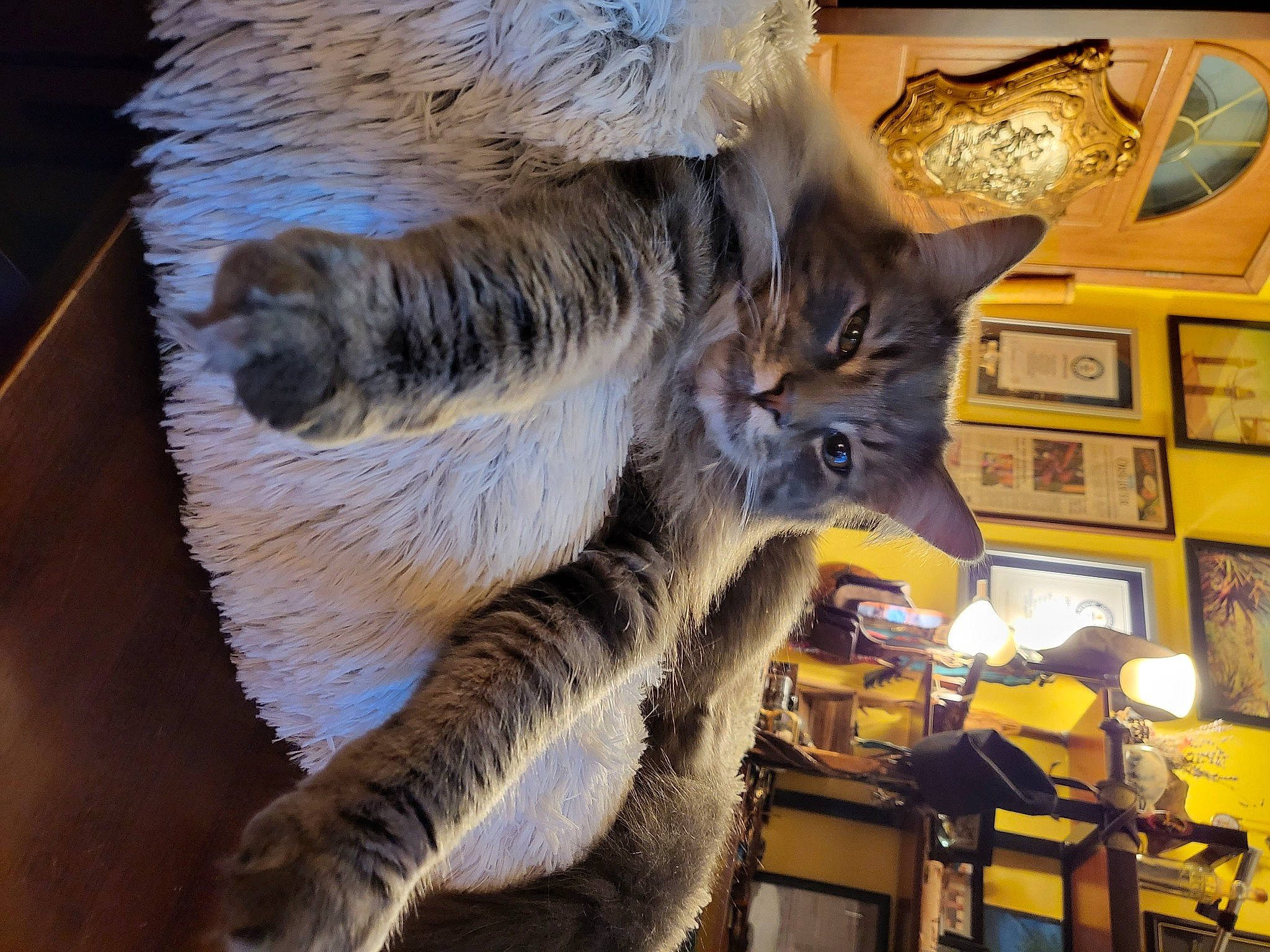 Juggernaut joined the competition — help win amazing prizes! art, building, canidae, carnivore, claw, fawn, feather, felidae, fur, hide, picture_frame, plant, small_to_medium_sized_cats, snout, tail, tree, whiskers, wildlife, wing, wood