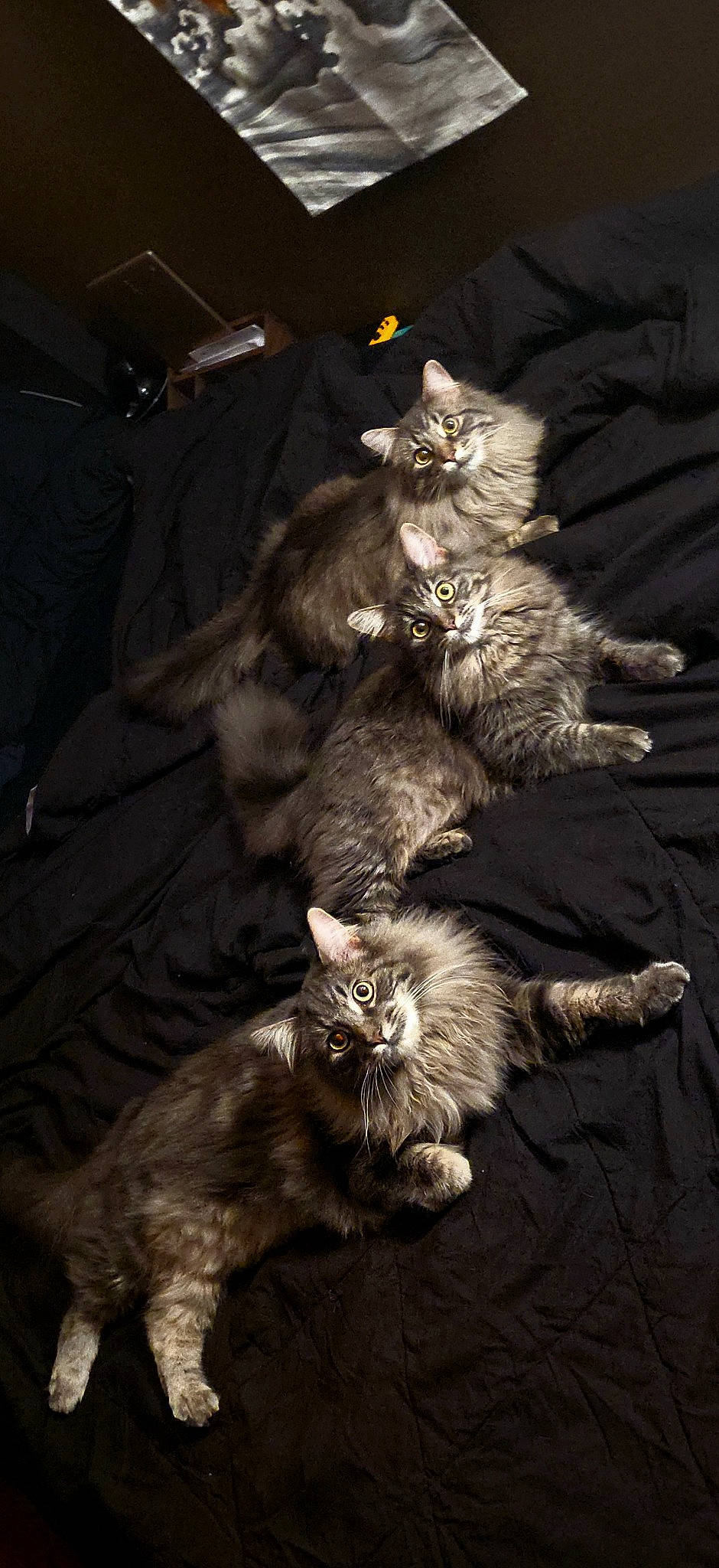 Juggernaut is registered to the contest to win money with this photo: brown, carnivore, cat, claw, comfort, darkness, domestic_short_haired_cat, fawn, felidae, fur, grey, light, mammal, paw, sitting, small_to_medium_sized_cats, snout, tail, whiskers, wildlife