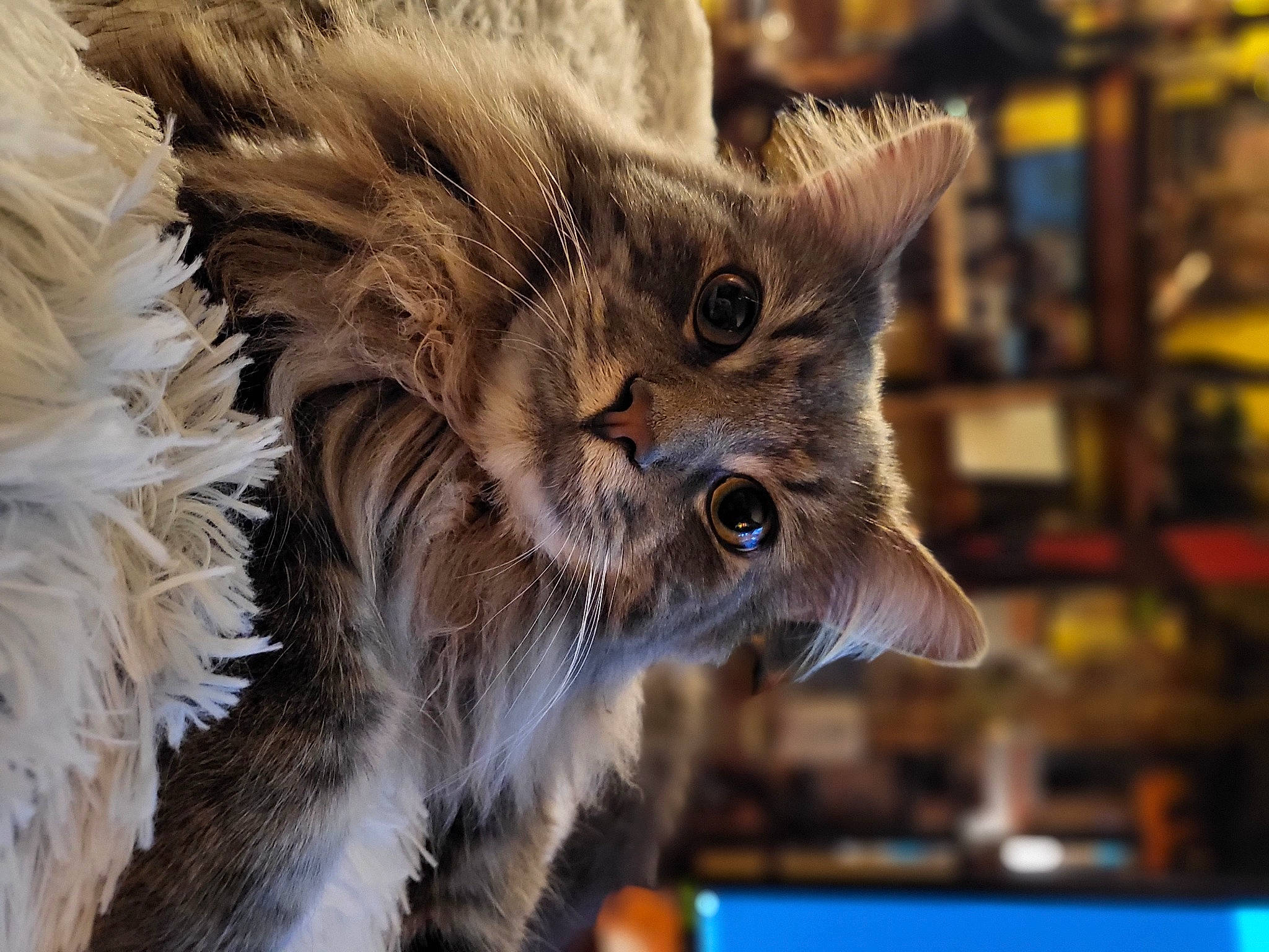 Juggernaut is registered to the contest to win money with this photo: art, bird_of_prey, canidae, carnivore, cat, fawn, feather, felidae, fur, small_to_medium_sized_cats, snout, tail, terrestrial_animal, whiskers, wildlife, wing