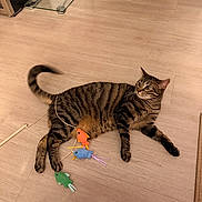 Mamas joined the competition — help win amazing prizes! animal, cat, curious, cute, domestic, ears, feline, fish, floor, indoor, pet, playful, relaxed, string, striped, tabby, tail, toy, whiskers, wooden_floor