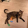 animal, cat, curious, cute, domestic, ears, feline, fish, floor, indoor, pet, playful, relaxed, string, striped, tabby, tail, toy, whiskers, wooden_floor