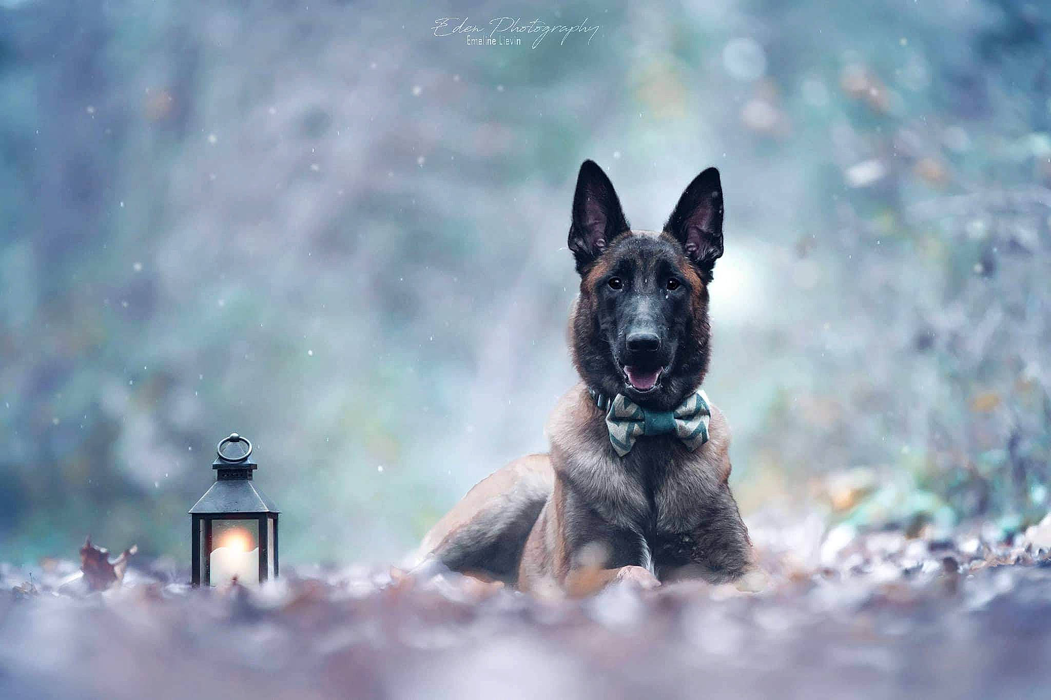 Asgard participe au concours pour gagner de l'argent avec cette photo : canidae, carnivore, dog, dog_breed, fawn, guard_dog, herding_dog, king_shepherd, liquid, non_sporting_group, sporting_group, terrestrial_animal, wildlife, working_animal, working_dog