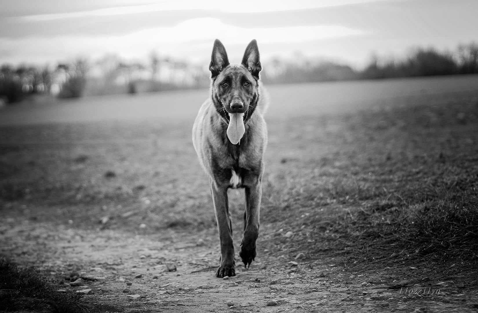 Asgard participe au concours pour gagner de l'argent avec cette photo : black_and_white, canidae, carnivore, cloud, dog, dog_breed, fawn, grass, landscape, monochrome, monochrome_photography, nature, road, sky, snout, sporting_group, style, tree, whiskers, wood