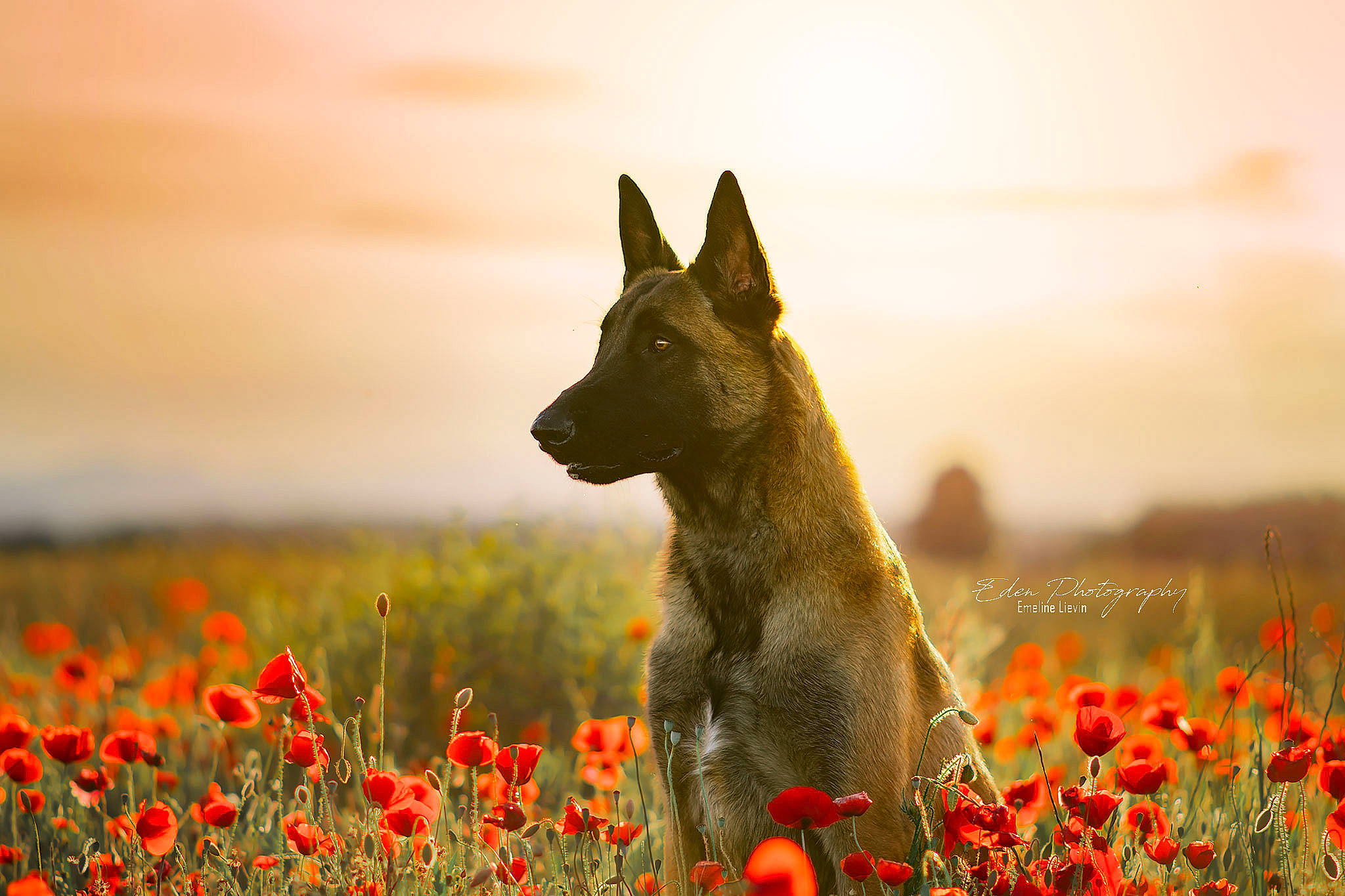 Asgard participe au concours pour gagner de l'argent avec cette photo : carnivore, cloud, dog, dog_breed, fawn, flower, grass, grass_family, grassland, landscape, meadow, morning, natural_landscape, people_in_nature, petal, plant, red, sky, snout, sunlight