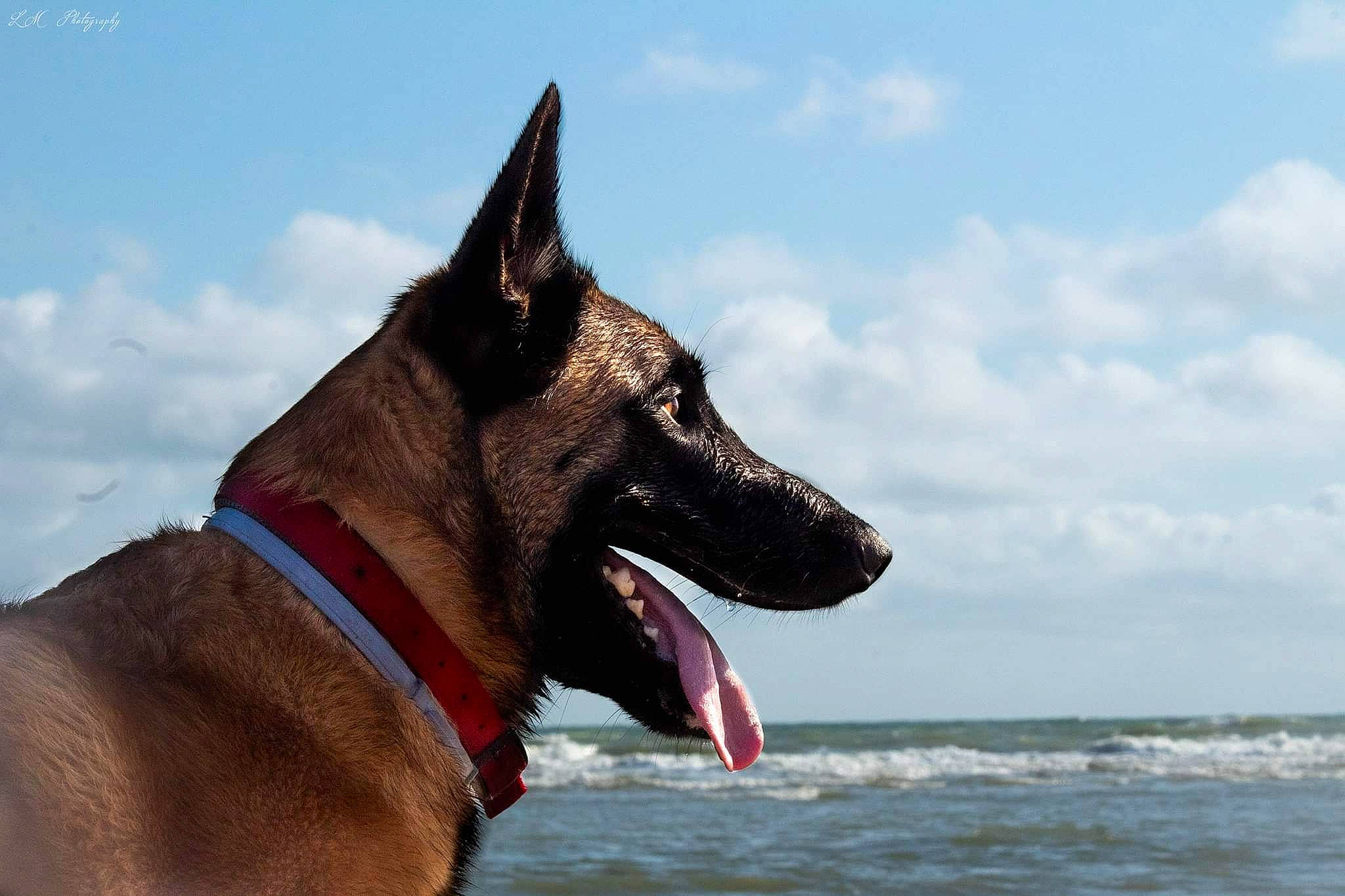 Asgard a rejoint le concours — aidez-le/la à gagner de superbes lots ! canidae, carmine, carnivore, cloud, collar, dog, dog_breed, dog_collar, dog_supply, east_european_shepherd, fang, german_shepherd_dog, guard_dog, herding_dog, lake, sky, snout, sporting_group, water, working_animal