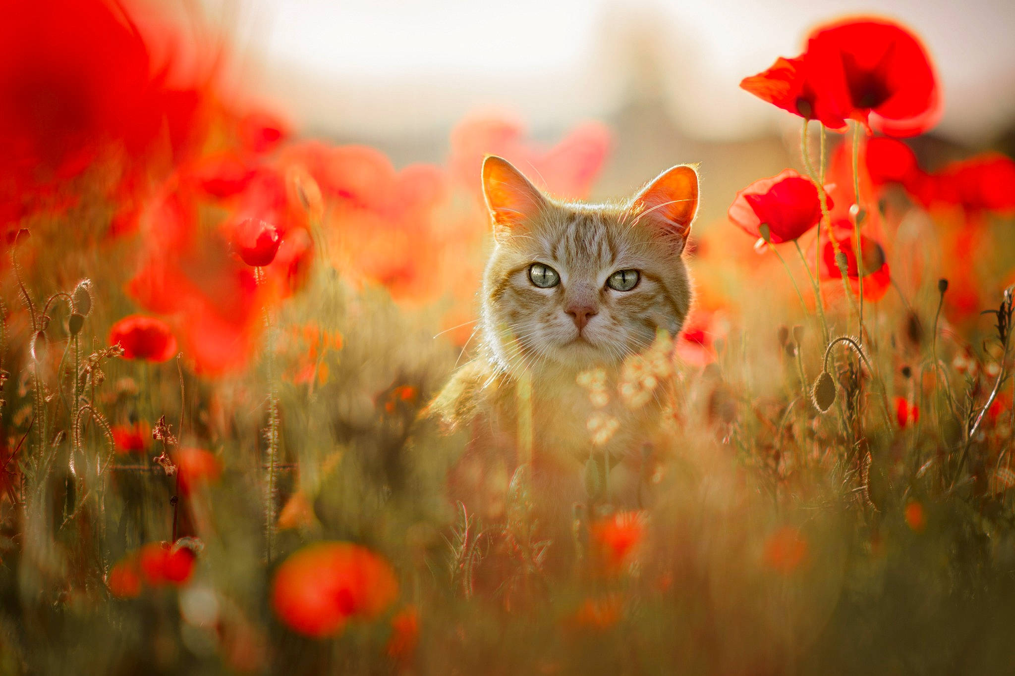 Pattenrond participe au concours pour gagner de l'argent avec cette photo : carnivore, cat, fawn, felidae, flower, grass, grassland, happy, landscape, mammal, meadow, morning, natural_landscape, orange, plant, red, sky, small_to_medium_sized_cats, sunlight, whiskers