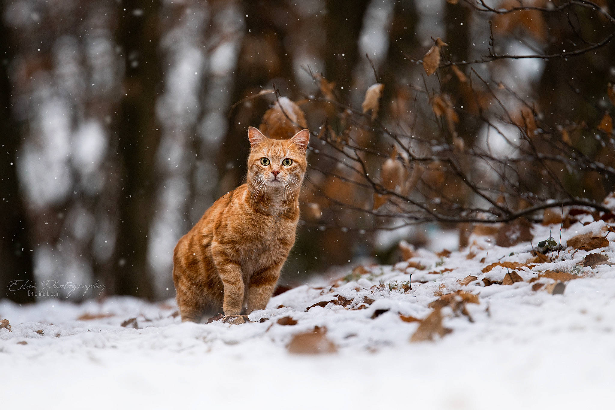 Pattenrond participe au concours pour gagner de l'argent avec cette photo : bobcat, carnivore, cat, felidae, freezing, lynx, natural_landscape, plant, precipitation, small_to_medium_sized_cats, snout, snow, tail, terrestrial_animal, tree, trunk, twig, whiskers, winter, wood