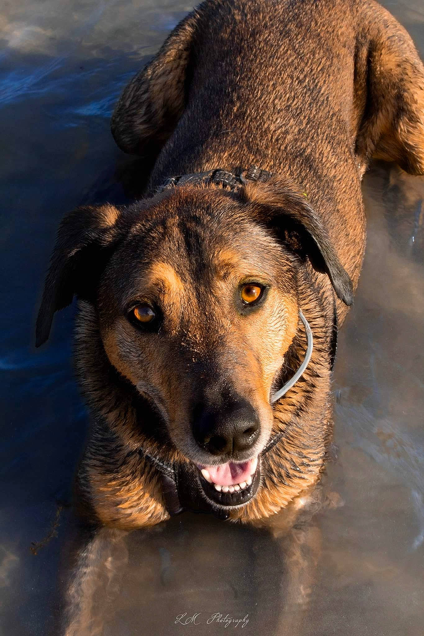 Uriah a rejoint le concours — aidez-le/la à gagner de superbes lots ! canidae, carnivore, collar, companion_dog, dog, dog_breed, eye, fawn, fur, guard_dog, lake, landscape, snout, sporting_group, street_dog, terrestrial_animal, water, whiskers, wildlife, working_animal