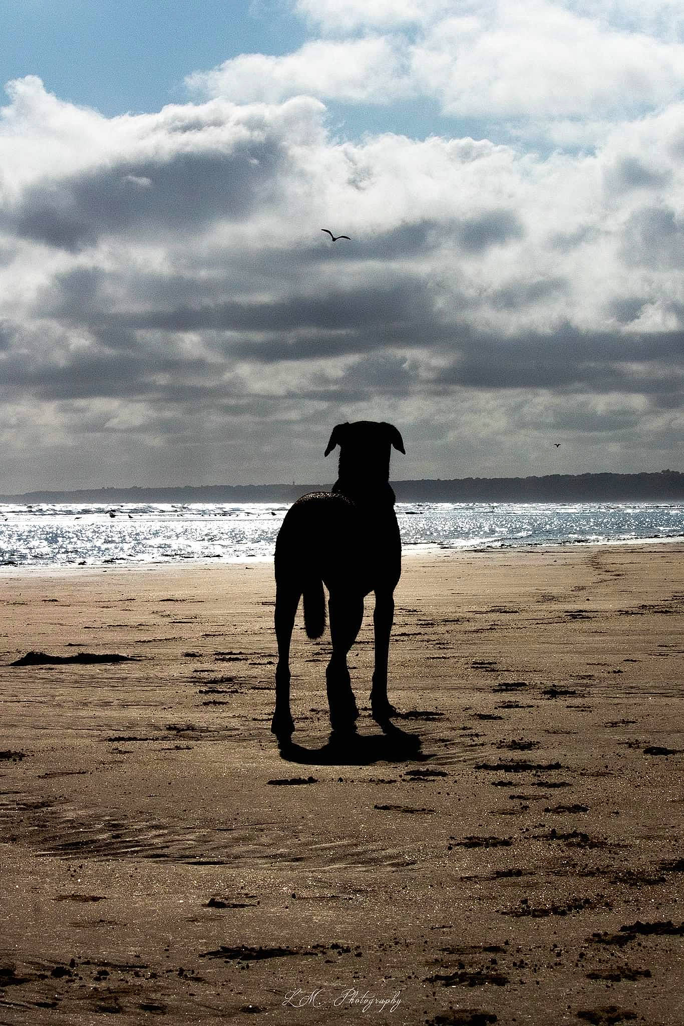 Uriah participe au concours pour gagner de l'argent avec cette photo : backlighting, beach, calm, canidae, carnivore, cloud, cumulus, dog, dog_breed, evening, horizon, landscape, monochrome_photography, sand, sky, sporting_group, water, wave, wind_wave, working_animal