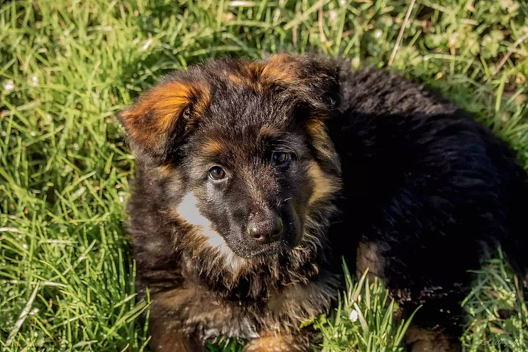 Spencer a rejoint le concours — aidez-le/la à gagner de superbes lots ! canidae, carnivore, companion_dog, dog, dog_breed, fur, grass, grassland, herding_dog, lycaon_pictus, plant, soil, terrestrial_animal, wildlife, working_dog