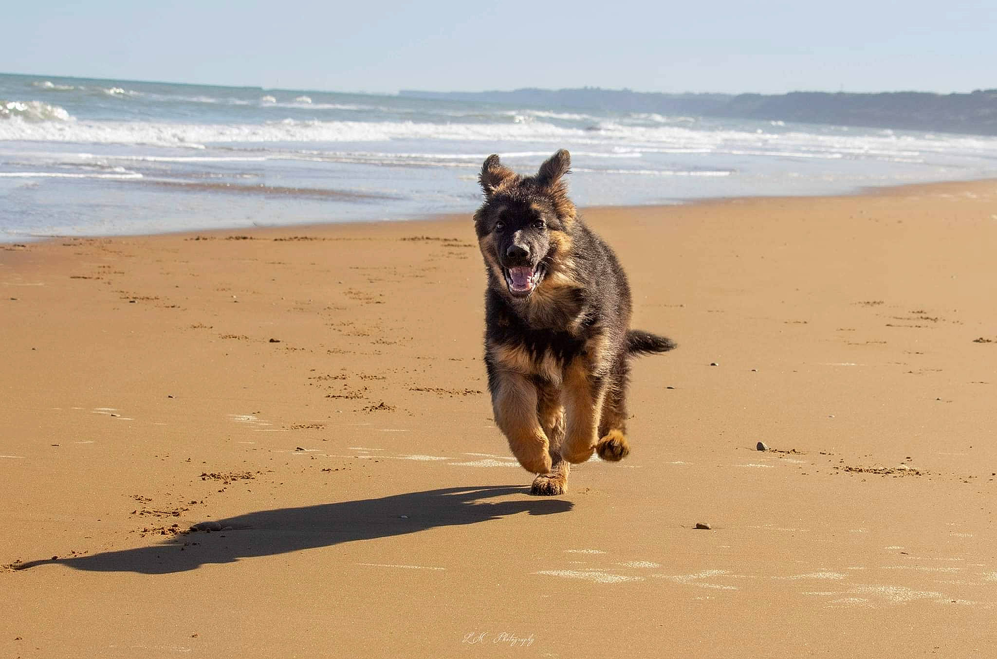 Spencer participe au concours pour gagner de l'argent avec cette photo : beach, canidae, carnivore, coast, dog, dog_breed, fawn, herding_dog, ocean, old_german_shepherd_dog, sand, shore, sky, sporting_group, tail, water, wave, wind_wave, wood, working_animal