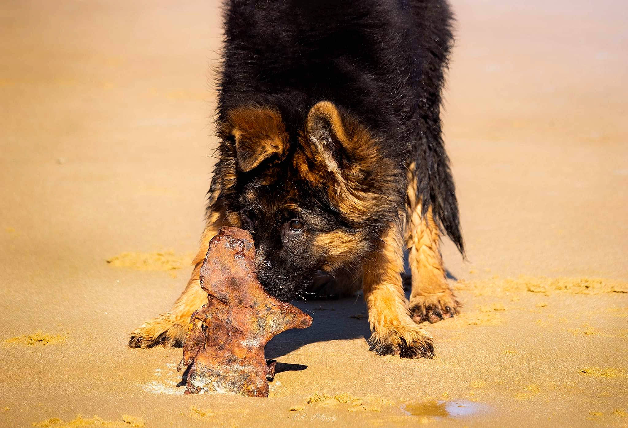 Spencer participe au concours pour gagner de l'argent avec cette photo : carnivore, claw, dog_breed, foot, fur, human_leg, landscape, paw, plant, sand, shadow, snout, soil, sporting_group, terrestrial_animal, tree, trunk, wildlife, wood, working_animal