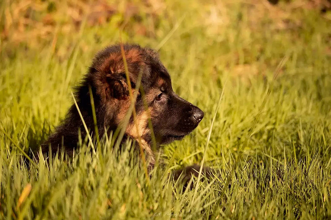 Spencer participe au concours pour gagner de l'argent avec cette photo : canidae, carnivore, companion_dog, dog, dog_breed, fawn, field, fur, grass, grassland, herding_dog, liver, pasture, plant, prairie, snout, soil, sporting_group, terrestrial_animal, working_animal