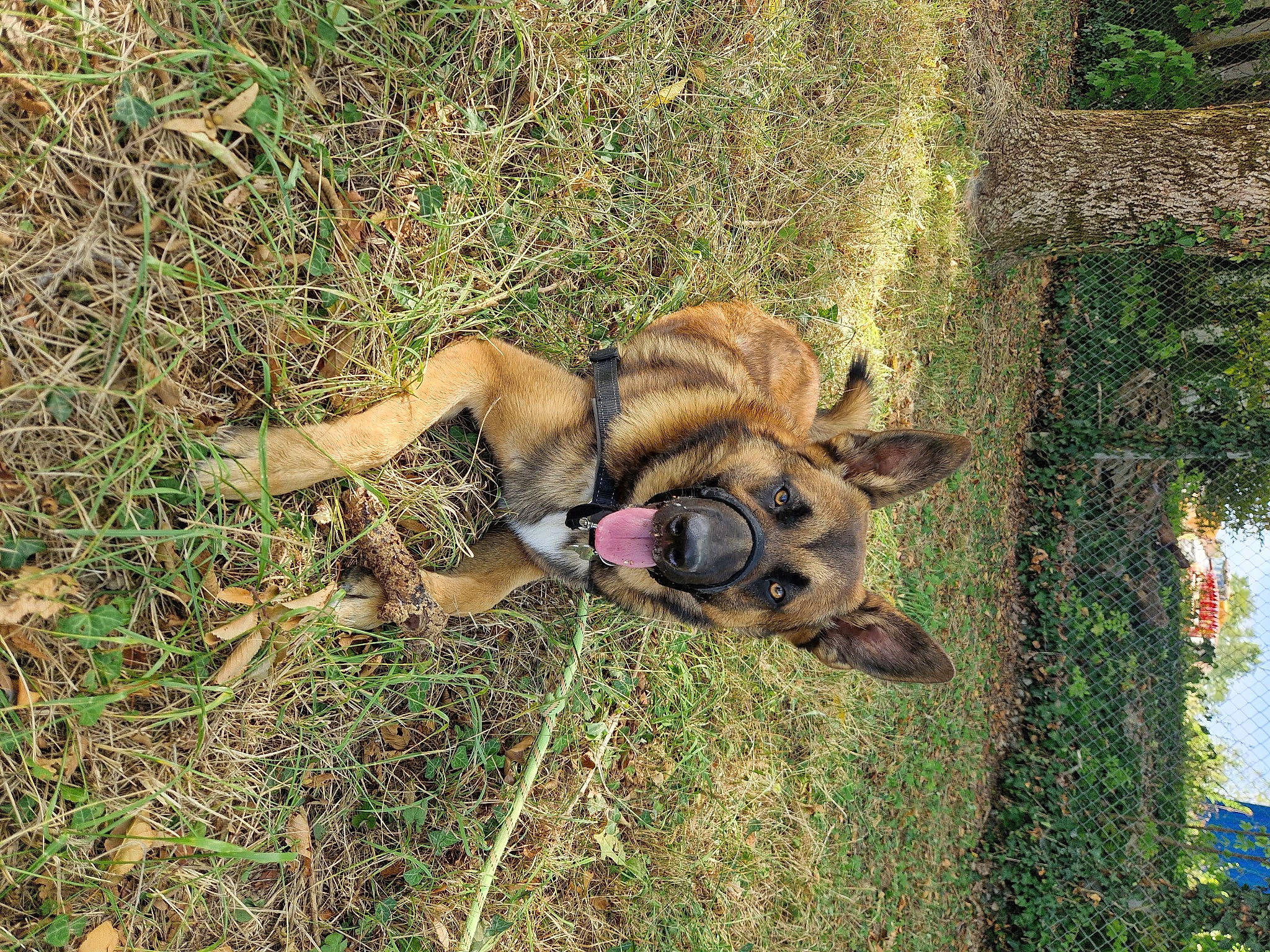 Tyson a rejoint le concours — aidez-le/la à gagner de superbes lots ! canidae, carnivore, companion_dog, dog, dog_breed, dog_supply, fawn, grass, non_sporting_group, old_german_shepherd_dog, plant, snout, sporting_group, tail, terrestrial_animal, tree, trunk, wildlife, working_animal, working_dog