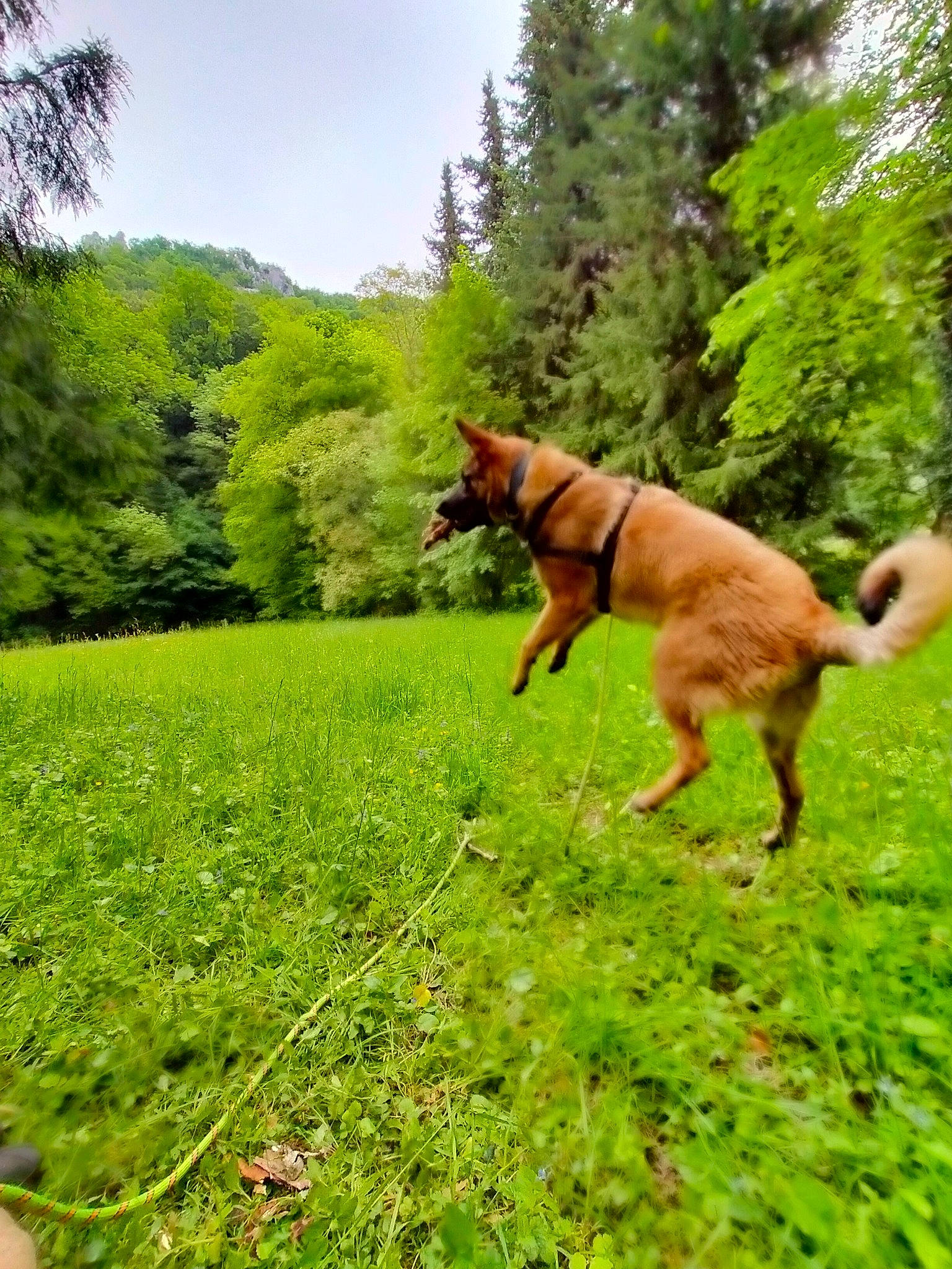 Tyson a rejoint le concours — aidez-le/la à gagner de superbes lots ! carnivore, collar, dog, dog_breed, fawn, forest, grass, grassland, groundcover, guard_dog, mountain, natural_landscape, pasture, plant, prairie, sky, tail, terrestrial_animal, tree, working_animal