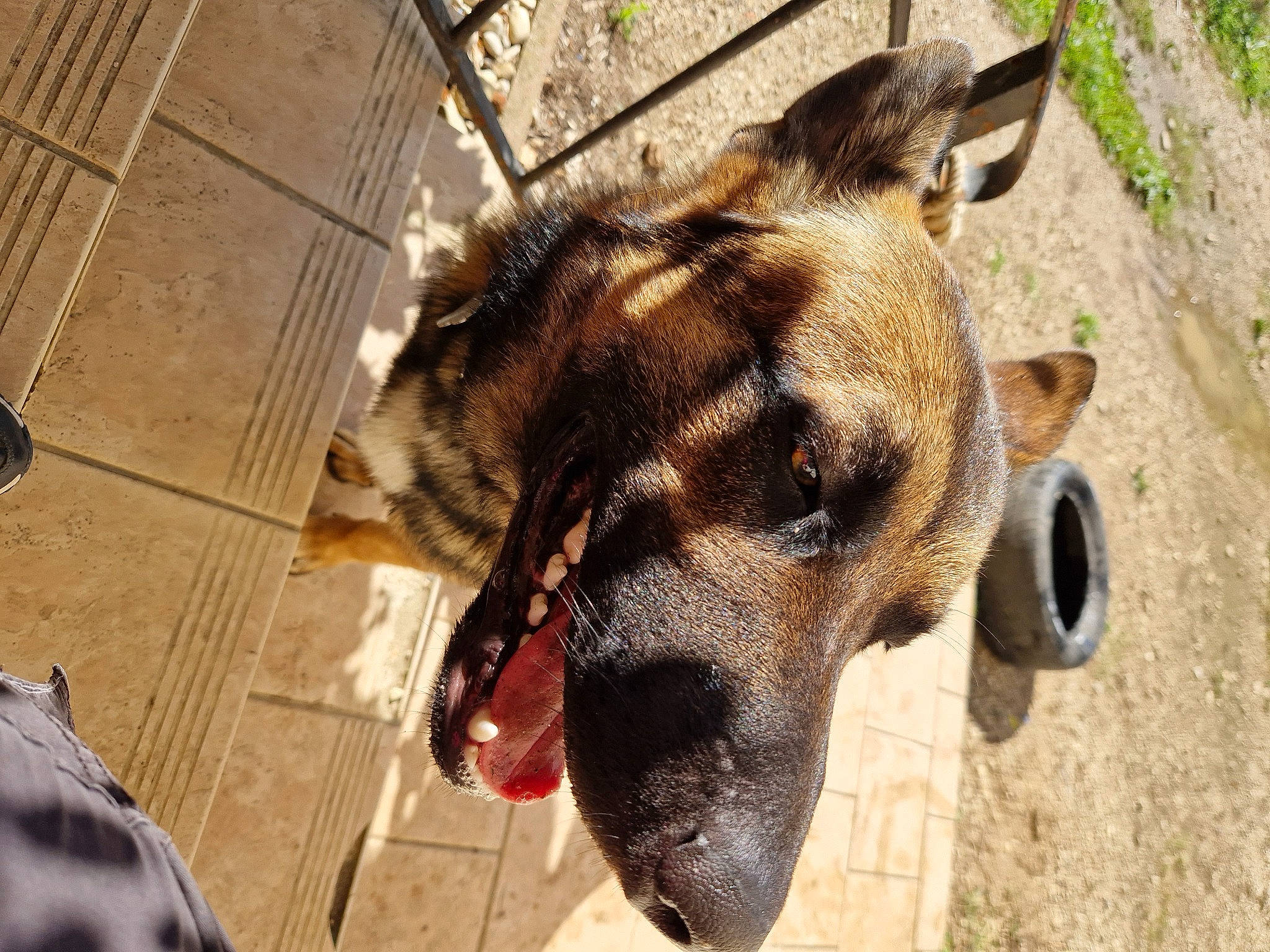 Tyson participe au concours pour gagner de l'argent avec cette photo : animal_shelter, canidae, carnivore, collar, dog, dog_breed, dog_supply, fawn, flooring, fur, old_german_shepherd_dog, pet_supply, sporting_group, terrestrial_animal, whiskers, wildlife, wood, working_animal, working_dog