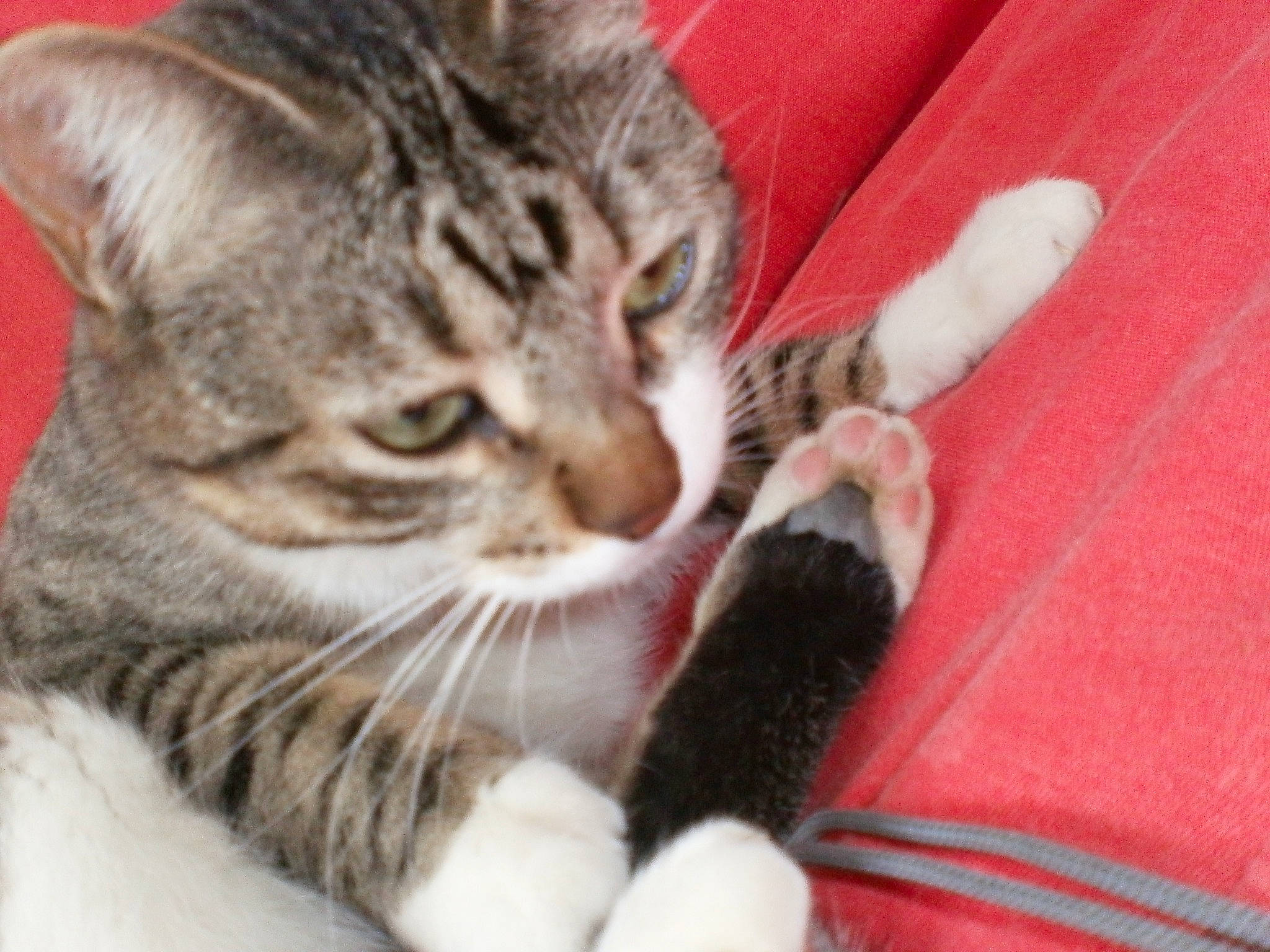 Minette a rejoint le concours — aidez-le/la à gagner de superbes lots ! carnivore, cat, cat_supply, claw, comfort, domestic_short_haired_cat, felidae, fur, paw, small_to_medium_sized_cats, snout, terrestrial_animal, whiskers