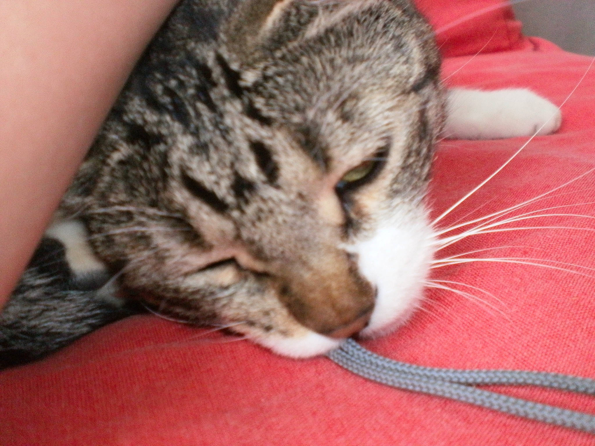 Minette participe au concours pour gagner de l'argent avec cette photo : carmine, carnivore, cat, cat_supply, claw, comfort, domestic_short_haired_cat, ear, felidae, fur, nap, paw, sleep, small_to_medium_sized_cats, snout, tail, whiskers