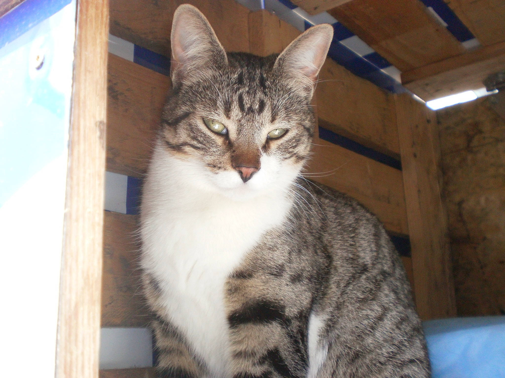 Minette a rejoint le concours — aidez-le/la à gagner de superbes lots ! carnivore, cat, claw, domestic_short_haired_cat, felidae, foot, fur, paw, small_to_medium_sized_cats, snout, tail, terrestrial_animal, tree, whiskers, window, wood