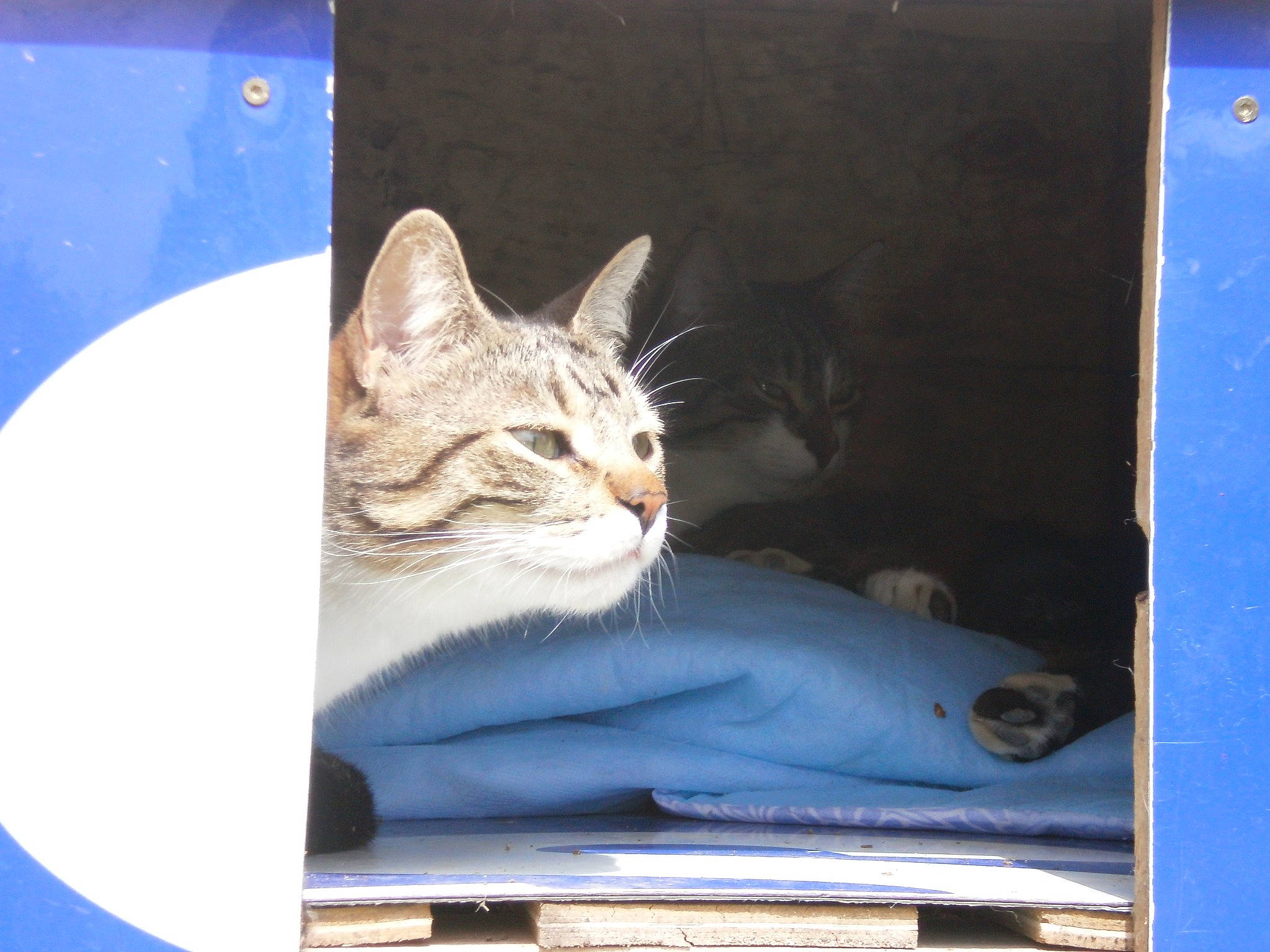 Minette a rejoint le concours — aidez-le/la à gagner de superbes lots ! carnivore, cat, display_device, domestic_short_haired_cat, felidae, fur, paw, photo_caption, rectangle, sitting, small_to_medium_sized_cats, snout, tail, whiskers, wildlife, window