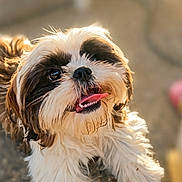 Aika a rejoint le concours — aidez-le/la à gagner de superbes lots ! adorable, animal, brown_fur, close_up, cute, dog, fluffy, friendly, furry, ground, happy, looking_up, outdoor, pet, portrait, shih_tzu, small_dog, sunlight, tongue_out, white_fur