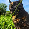 cat, tortoiseshell, grass, outdoor, nature, blue_sky, sunlight, animal, pet, whiskers, greenery, field, closeup, feline, mammal, daylight, flora, wildlife, portrait, sky