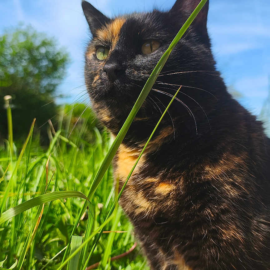 Grib'Z participe au concours pour gagner de l'argent avec cette photo : cat, tortoiseshell, grass, outdoor, nature, blue_sky, sunlight, animal, pet, whiskers, greenery, field, closeup, feline, mammal, daylight, flora, wildlife, portrait, sky