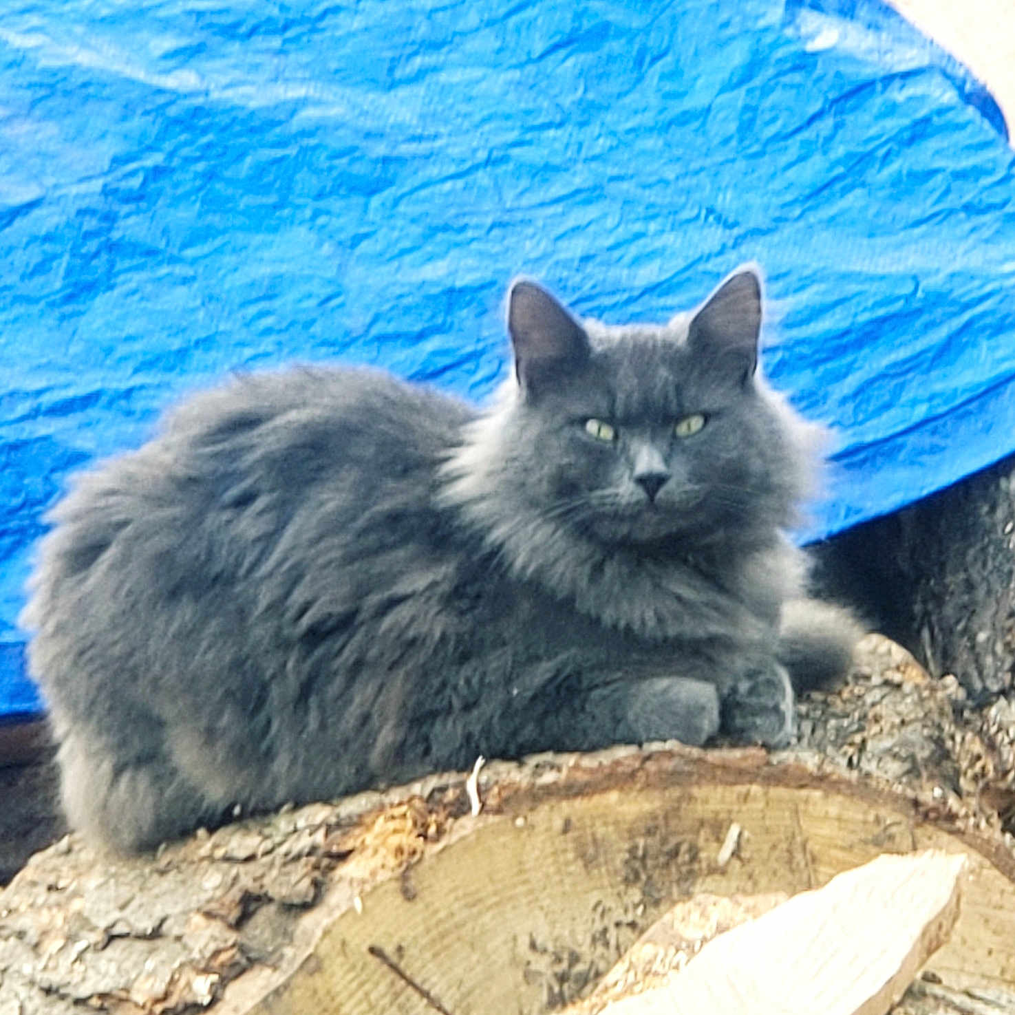 Flufffluff