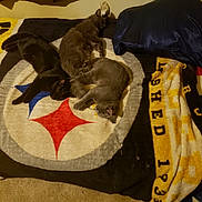 Flufffluff is registered to the contest to win money with this photo: cat, sleeping, blanket, bed, indoor, cozy, pile, fur, animal, resting, pet, soft, comfort, dark, yellow, blue, black, gray, pillow, tired